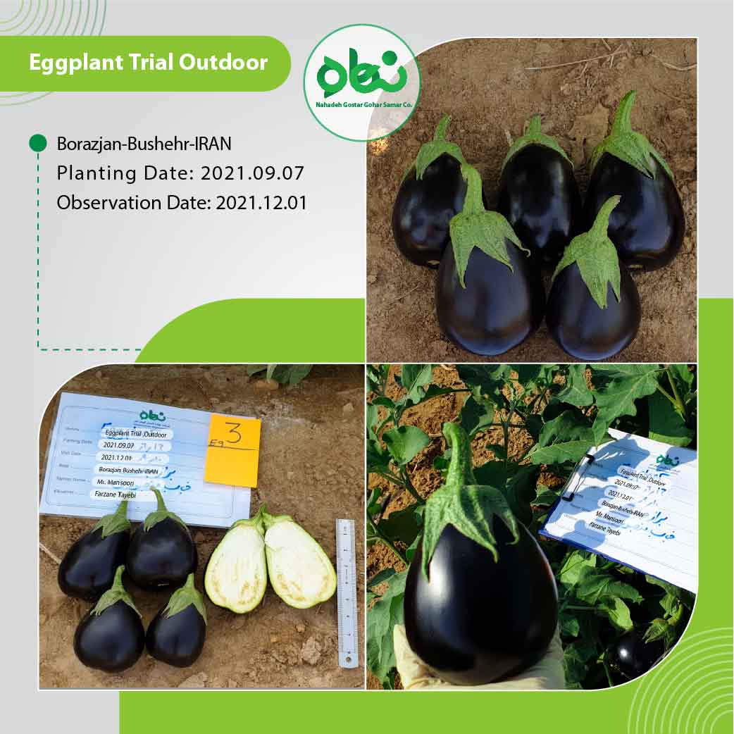 Eggplant Trial outdoor(3)